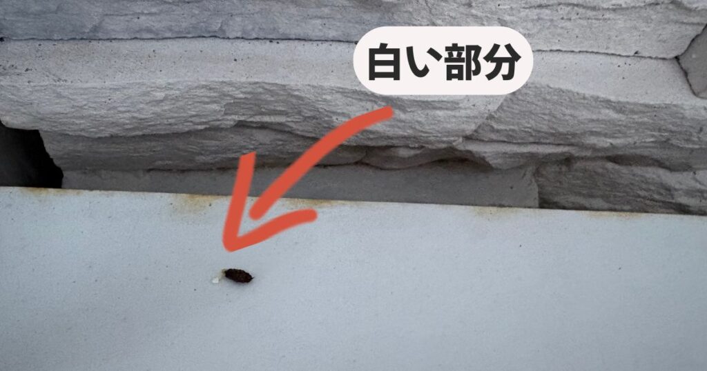 壁際の白いスペースに落ちているヤモリのフン。黒いフンの先端にある特徴的な「白い部分」を、赤い矢印と吹き出しで指し示している写真。