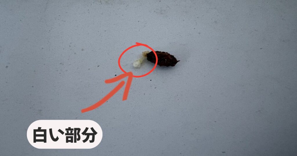 ヤモリのフンの拡大写真。黒褐色のフンの端に付着している特徴的な「白い部分」を、赤い丸と矢印で囲んで強調している。